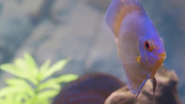 Nahaufnahme Der Wunderschönen Blauen Diamant Diskus Aquarienfische Isoliert Hobby Konzept — Stockvideo