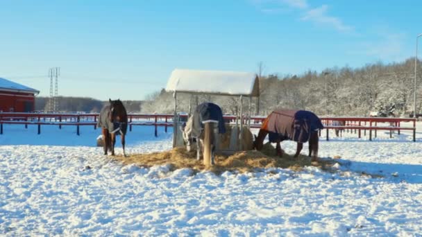 Grupo Caballos Reposo Campo Invierno Concepto Animales Hermosos Animales Fondos — Vídeos de Stock