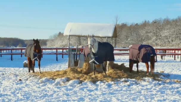 Grupo Caballos Reposo Campo Invierno Concepto Animales Hermosos Animales Fondos — Vídeos de Stock