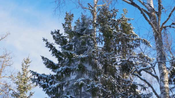 Krásný Výhled Sníh Padající Zelené Borovice Pozadí Modré Oblohy Nádherné — Stock video
