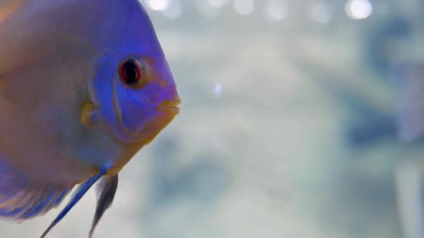豪華なブルーダイヤモンドディスク水族館の魚のビューを隔離 趣味の概念 — ストック動画