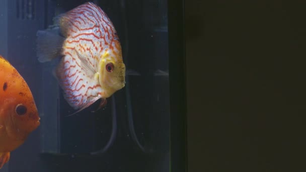 Close Zicht Prachtige Checkerboard Rode Kaart Discus Aquarium Vissen Geïsoleerd — Stockvideo