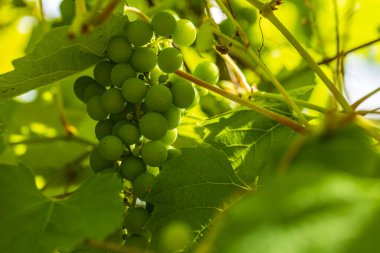 Yeşil arkaplandaki üzüm demetlerinin yakın görüntüsü. Sağlıklı gıda konsepti. Güzel doğa arkaplanı.