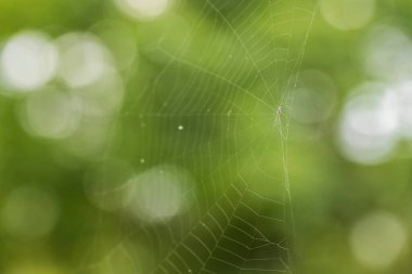 Yeşil arkaplandaki muhteşem örümcek ağının yakın görüntüsü. Güzel doğa geçmişi.