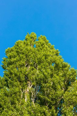 Mavi arka plandaki ağacın tepesinden yukarısı için güzel bir manzara. Muhteşem doğa geçmişi..