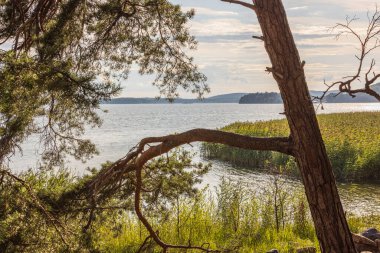 Çam ağaçlarının arasından Baltık denizinin güzel manzarası. Yeşil ağaçlarla kaplı göl kıyısı ve ayna su yüzeyine yansıyan bitkiler. İsveç. 