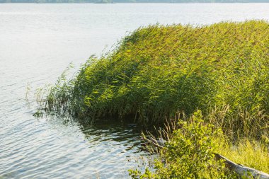 Güzel doğal Baltık deniz manzarası. Yeşil çimen deniz kıyısı ve sakin su yüzeyi. İsveç.