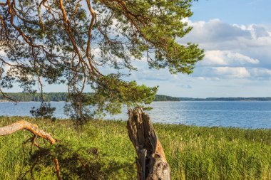 Güzel doğa manzarası arka planı. Baltık Denizi 'nin mavi su yüzeyinde yeşil bitkiler ve büyük ağaç iskeleti. İsveç.