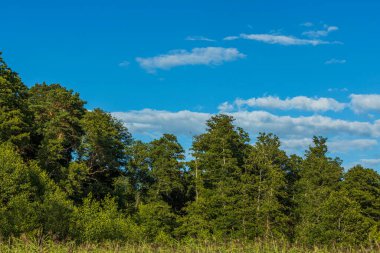 Muhteşem doğal arka plan mavi gökyüzünde yeşil ağaç tepelerini gösteriyor. İsveç