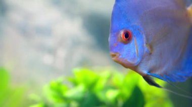 İzole edilmiş muhteşem mavi elmas disk akvaryum balığının yakın görüntüsü. Hobi konsepti.