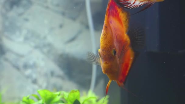 Vista Cerca Los Magníficos Peces Acuario Disco Melón Rojo Aislados — Vídeos de Stock