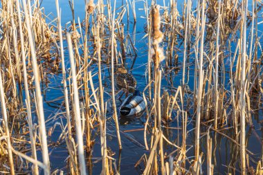 Bahar günü ördeklerin olduğu küçük gölün manzarası çok güzel. Muhteşem doğa geçmişi. İsveç.