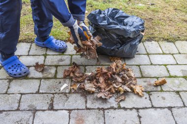 İnsanoğlunun geçen seneki yeşillikleri toplamasını yakından izleyin. Bahar mevsimi konsepti. 
