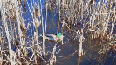Bahar günü ördeklerin olduğu küçük gölün manzarası çok güzel. Muhteşem doğa geçmişi. İsveç.