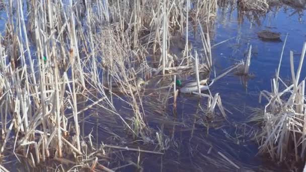 Bela Vista Sobre Pequeno Lago Com Patos Dia Primavera Fundo — Vídeo de Stock