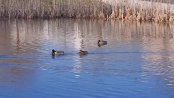 Bela Vista Sobre Pequeno Lago Com Patos Dia Primavera Fundo — Vídeo de Stock