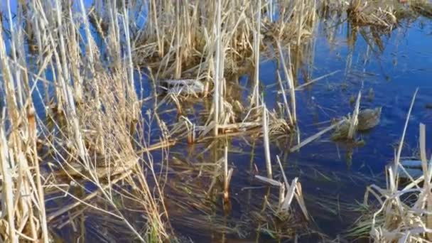 春天里 小湖上有鸭子 景色真美 华丽的自然背景 — 图库视频影像