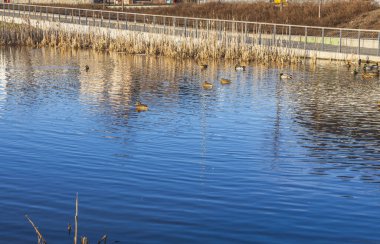 Bahar günü ördeklerin olduğu küçük gölün manzarası çok güzel. Muhteşem doğa geçmişi. İsveç.