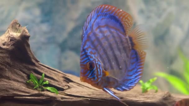 Vista Cerca Los Magníficos Peces Tigre Turcos Discus Acuario Concepto — Vídeo de stock