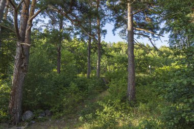 Ormandaki kayalık doğa manzarasının güzel yaz manzarası. Mavi arka planda yüksek yeşil çam ağaçları. İnanılmaz doğa manzarası arka planı. İsveç.