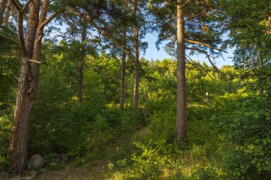 Ormandaki kayalık doğa manzarasının güzel yaz manzarası. Mavi arka planda yüksek yeşil çam ağaçları. İnanılmaz doğa manzarası arka planı. İsveç.