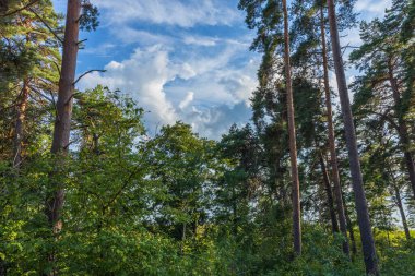Mavi arka plandaki çam ağaçlarının tepesinden yukarısı çok güzel görünüyor. Muhteşem doğa geçmişi..