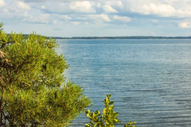 Çam ağaçlarının arasından Baltık denizinin güzel manzarası. İsveç. 