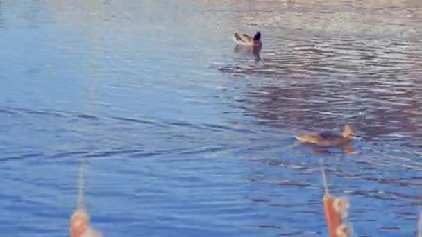 Вид Озеро Утками Весенний День Великолепные Природные Пейзажи Швеция — стоковое видео