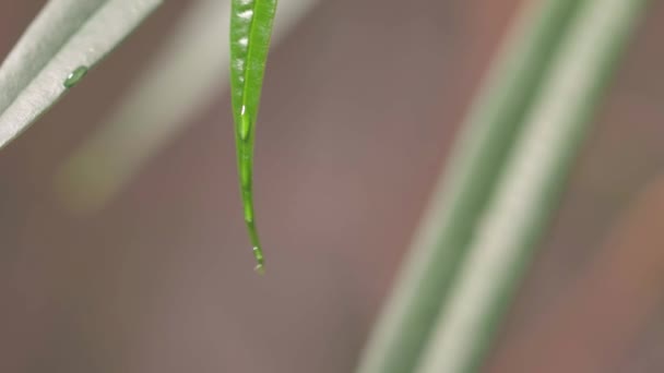 Lindo Close Vista Folha Verde Com Gota Chuva Ponta Bela — Vídeo de Stock