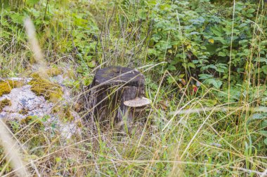 Çok eski ağaç kesiminin yakın görüntüsü. Güzel bir doğa geçmişi var. İsveç. 
