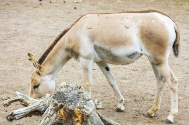 Doğal parktan muhteşem bir at manzarası. Kolmarden İsveç.