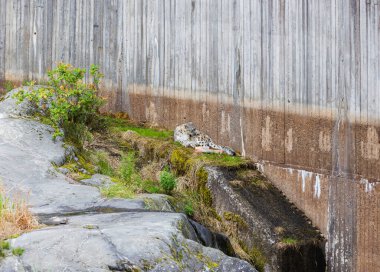 Muhteşem kar leoparı İsveç hayvanat bahçesinde tek başına yatarken görülüyor.. 