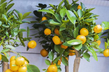 Turunçgillerin ev bitkisinin yakın görüntüsü. İsveç.
