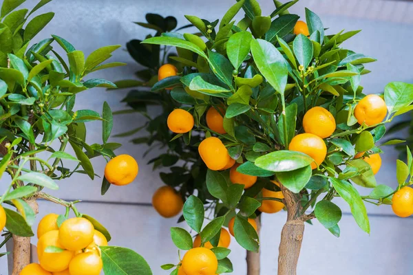 Close up view of citrus tree home plant. Sweden.