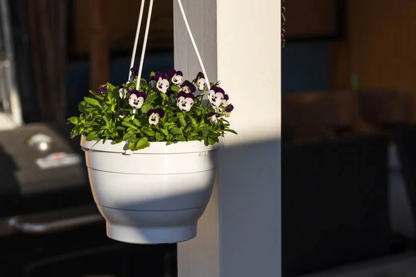 Beautiful view of hanging basket on white pillar with white purple pansies. Sweden.