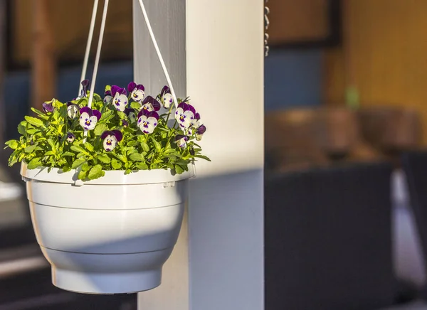Beautiful view of hanging basket on white pillar with white purple pansies. Sweden.