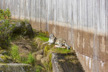 İsveç hayvanat bahçesinde kayaların üzerinde uzanan muhteşem kar leoparı manzarası. 