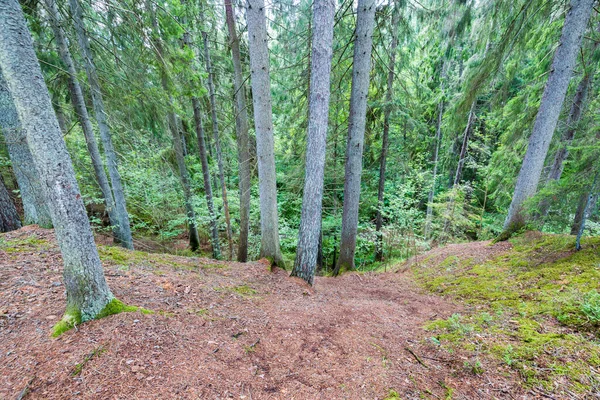 Вид Лесной Ландшафт Путь Между Высокими Деревьями Швеция — стоковое фото
