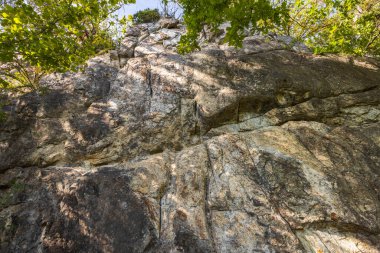 Kayalık zemindeki yeşil bitkinin yakın görüntüsü. İsveç.