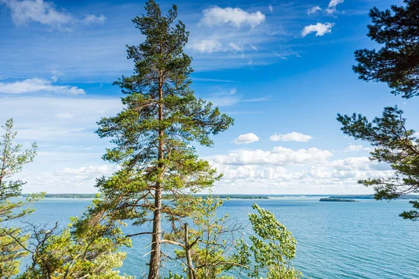 夏の晴れた日には青空に緑の松の木と白い雲の背景の上 スウェーデン — ストック写真