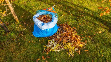 Düşen yapraklar ve hala yeşil çimen arka planda tırmık. Sonbahar manzarası. Sonbahar mevsimi konsepti. 