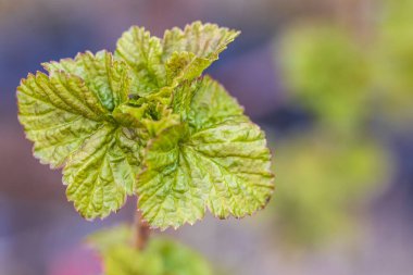 Kuşüzümlü taze yaprakların yakın görüntüsü. Bahçe konsepti. 