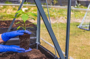 Elinde paprika tohumu tutan mavi eldivenli kadın elleri seraya dikilmeye hazır. İsveç