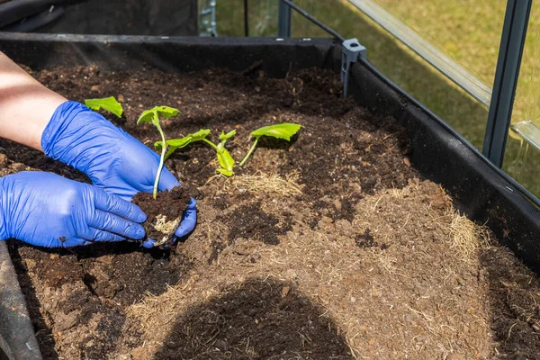 Mavi eldivenli kadın ellerinin seraya salatalık fideleri dikmesini yakından izleyin. İsveç.