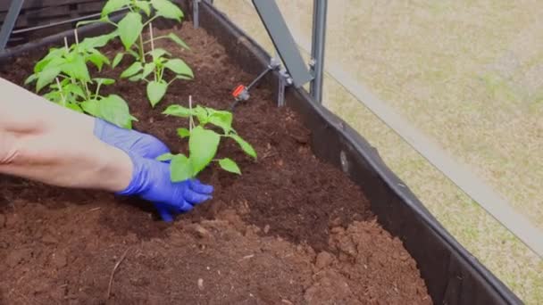 파프리카 묘목을 온실에 준비가 장갑을 가까이 수있다 스웨덴 — 비디오