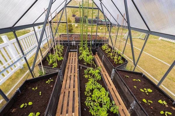 Vista Camas Con Tomates Pepinos Pimientos Plantados Invernadero Concepto Jardinería —  Fotos de Stock