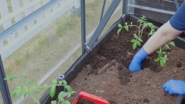 温室にトマトの苗を植える青い手袋で女性の手のビューを閉じます スウェーデン — ストック動画