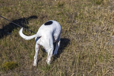Yürüyüşteki melez Boksör-Pointer köpeğine yakından bakın. İsveç
