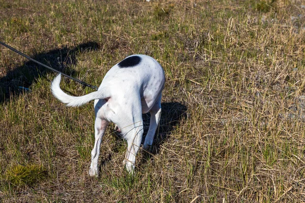 Yürüyüşteki melez Boksör-Pointer köpeğine yakından bakın. İsveç