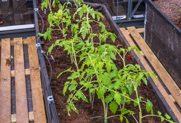 Vacker Interiör Syn Tomatplantor Växthus Trädgårdskoncept Bakgrund — Stockfoto